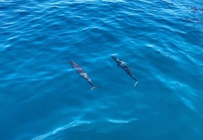 High angle view of dolphins swimming in sea