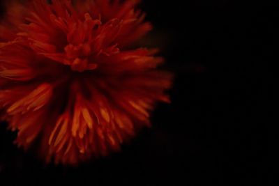 Close-up of orange flower against black background