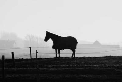Horse standing on field against clear sky