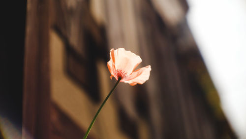 Close-up of rose flower