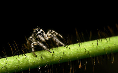 Close-up of spider on web
