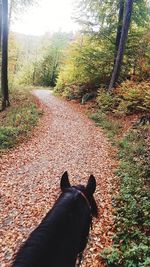 Black dog looking away on land