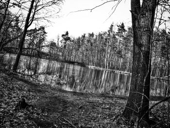 Trees in forest