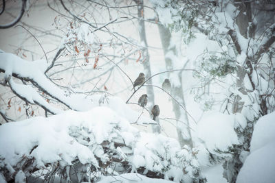 Snow on tree during winter