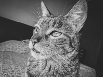 Close-up portrait of cat