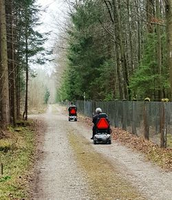 Cars on road in forest