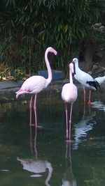 Birds in lake