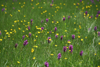 Close-up of fresh purple flowers in meadow