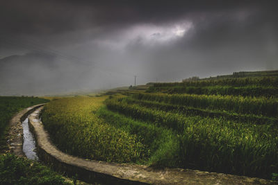 Amazing fields of rice in northern china, stunning backdrops d.y