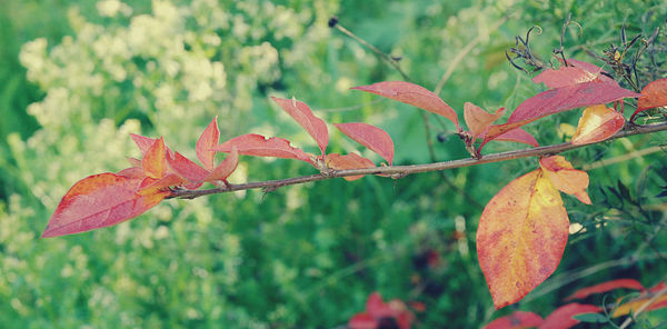 Close-up of red leaves