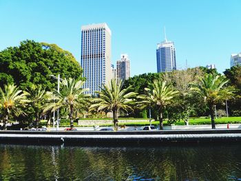 Palm trees by swimming pool against buildings in city