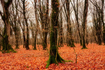 Trees in forest during autumn