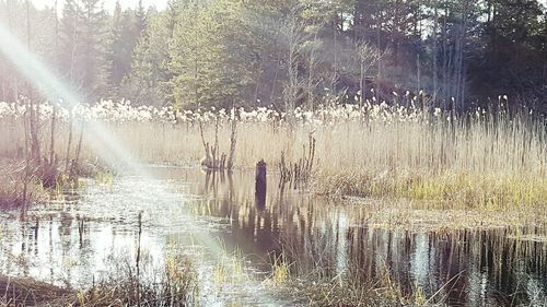 Sun shining through trees