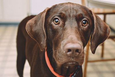 Close-up portrait of dog