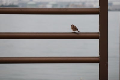 Bird perching on a railing