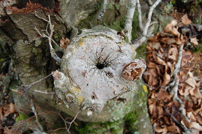 Close-up of mushrooms growing on tree trunk