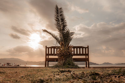 Plant on field against sky during sunset