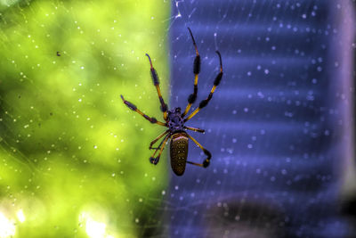 Close-up of spider