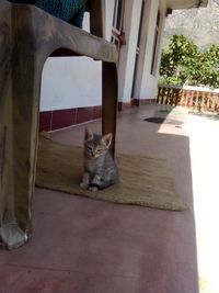 Cat sitting outside building