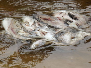 High angle view of fish swimming in lake