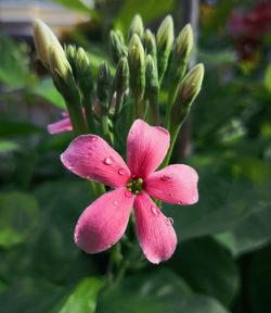 Close-up of pink flowering plant