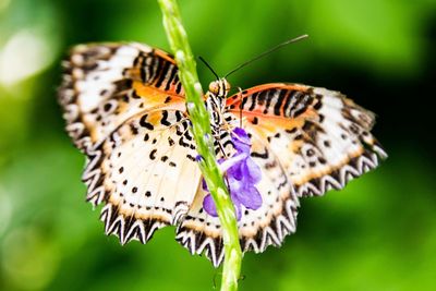 Close-up of butterfly on purple flower