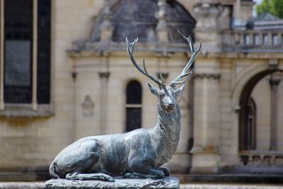 Close-up of stag