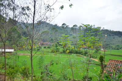 Scenic view of trees on field against sky