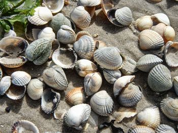 High angle view of snail on beach