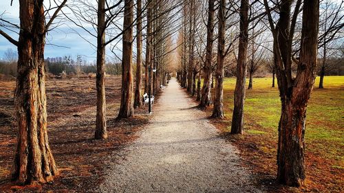 Pathway along trees in forest