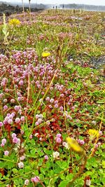 Close-up of pink flowers blooming in field