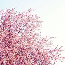 Low angle view of pink flowers against clear sky