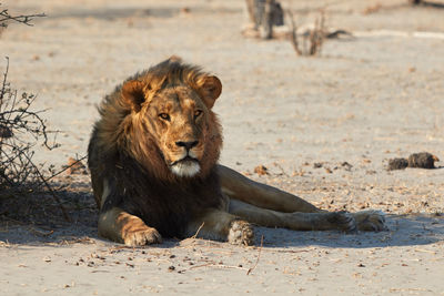 The majestic kalahari lion, botswana