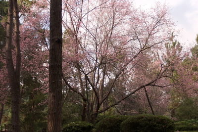 View of trees in forest