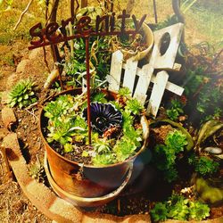 High angle view of cat by plants