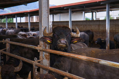 View of cows in pen