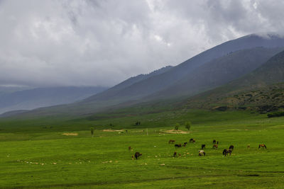 Horses grazing on field against sky
