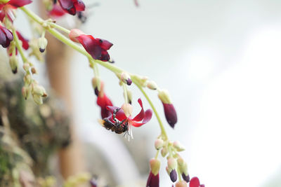 Close-up of bee pollinating flower