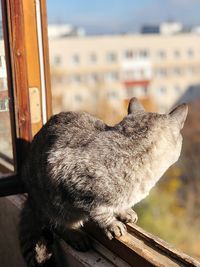 Close-up of cat sitting on window