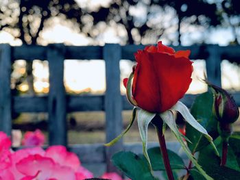 Close-up of red rose