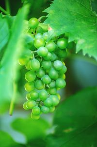 Close-up of grapes growing on plant