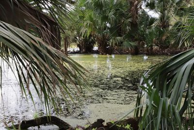 Scenic view of palm trees by sea