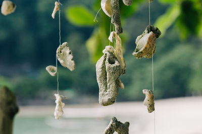 Close-up of dried flowers hanging on plant