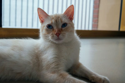 Close-up portrait of cat