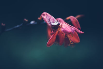 Close-up of flowers against blurred background