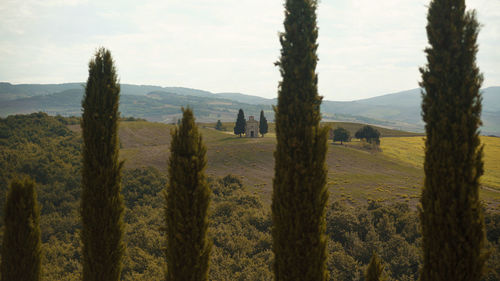 Panoramic shot of trees on field against sky