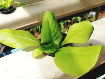 Close-up of fresh green plant