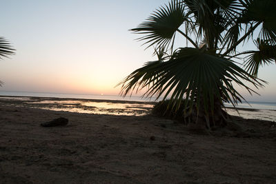 Palm trees on beach against sky during sunset