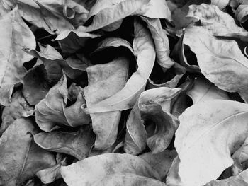 Full frame shot of dried leaves