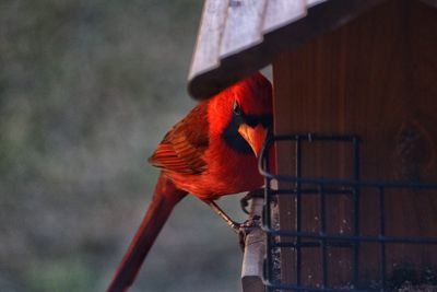 Close-up of bird perching on red outdoors